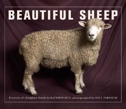 Beautiful sheep