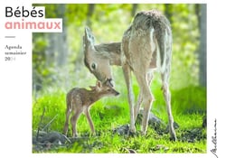 Semainier 2024 - Bébés animaux