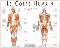 Les muscles