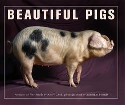 Beautiful pigs