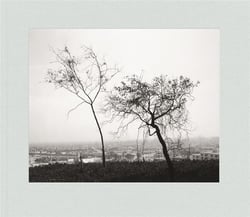 Robert Adams : Los Angeles spring