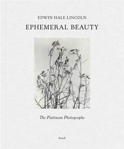 Edwin Hale Lincoln : ephemeral beauty