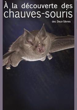 À la découverte des chauves-souris des Deux-Sèvres