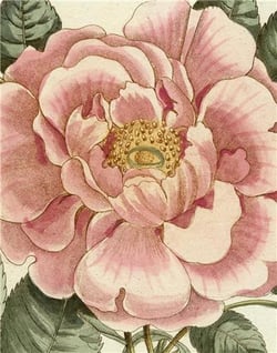 John Derian picture book II