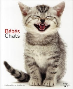 bébés Chats