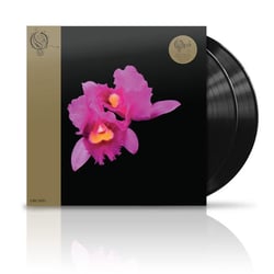 Orchid