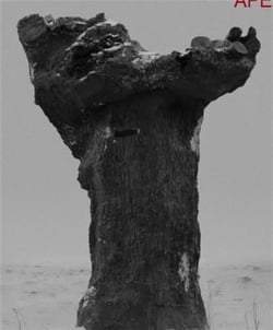 Double reality Tom Callemin