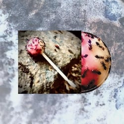 Antisweet