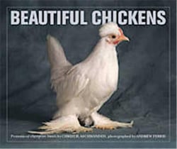 Beautiful chickens - portraits of champion breeds