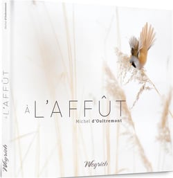 À l'affut