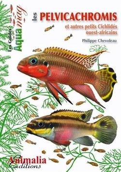 Les pelvicachromis et autres petits cichlidés ouest-africains