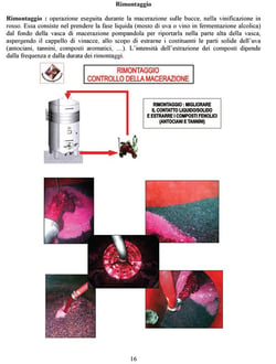 Oenologia : vinificazione in rosso