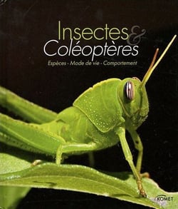 Insectes et coléoptères