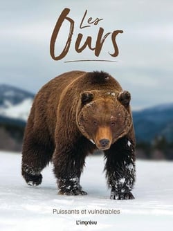 Les ours - puissants et vulnérables