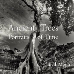 ANCIENT TREES