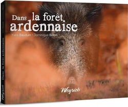 Dans la forêt ardennaise