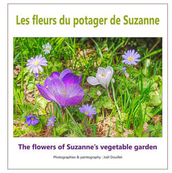 Les fleurs du potager de suzanne
