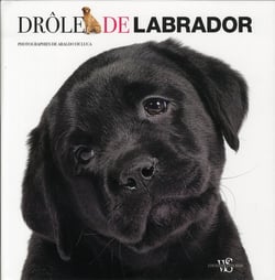 Drole de labrador