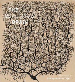 The beautiful brain