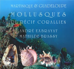 Martinique et guadeloupe - mollusques du récif corallien