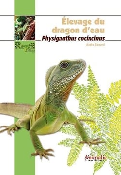 Elevage du dragon d eau - physignathus cocincinus