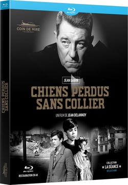 Chiens perdus sans collier