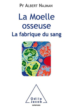 La moelle osseuse - la fabrique du sang