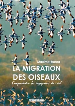 La migration des oiseaux : comprendre les voyageur