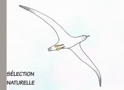 Sélection naturelle