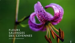 Fleurs sauvages des cévennes