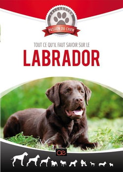 Tout ce qu'il faut savoir sur le Labrador