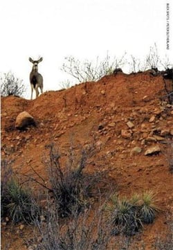 Buck shots
