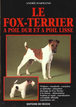 Fox terrier a poil dur