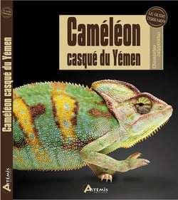 Caméléon casque du Yémen
