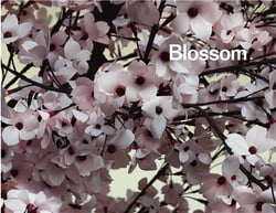Blossom