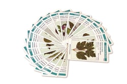 Arbo'cartes - jeu de 62 cartes