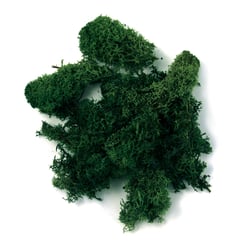 Mousse d'Islande Rayher - Vert foncé - 30 g