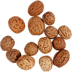 Noix - l: 15-25 mm - 25 gr