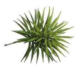 Succulent Senecio