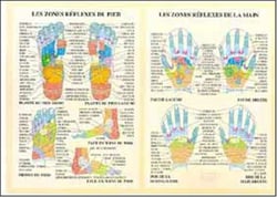 Planche illustrée - Zones réflexes main et pied