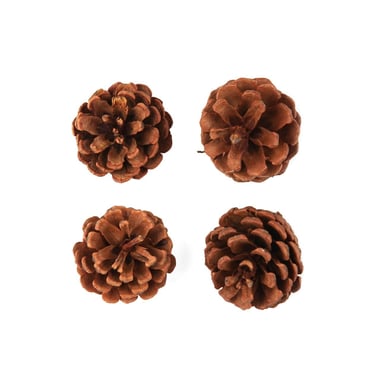 4 pommes de pin - 6 cm