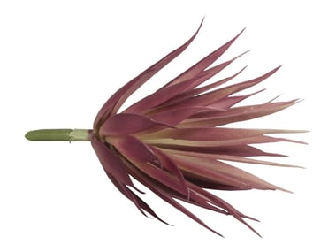 Branche succulente Yucca
