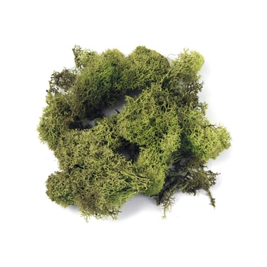 Mousse d'Islande - Rayher - Vert clair - 30 g