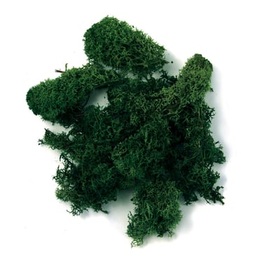 Mousse d'Islande Rayher - Vert foncé - 30 g