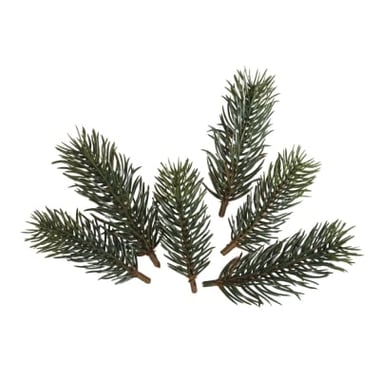 Lot de 6 rameaux de sapin Rayher - 7-9 cm
