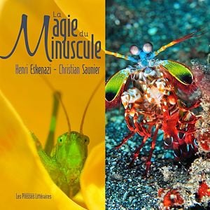 La magie du Minuscule