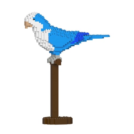 Perruche Veuve bleue | JEKCA | 14 ans et +