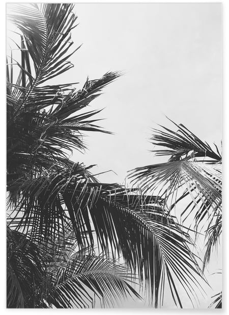 Poster nature Feuille de palmier n°2 | A3 : 29,7x42cm