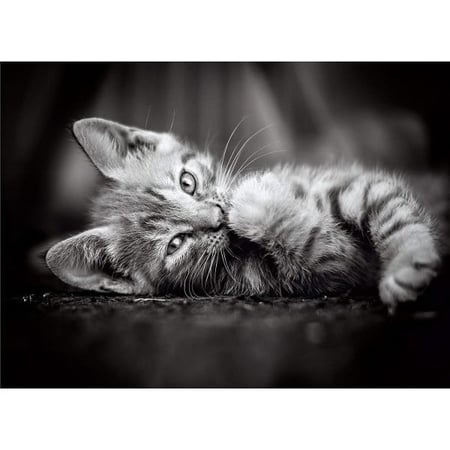 Puzzle petit chat gris couche 1000 pieces - collection animaux - clementoni - 39950