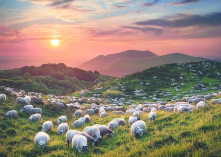 Puzzle 1000 pièces - Sheep and Volcanoes - Heye